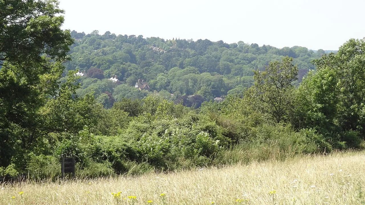 Vista de Riddlesdown Common con árboles, hierba y colinas lejanas.