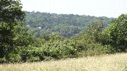 Vista de Riddlesdown Common con árboles, hierba y colinas lejanas.
