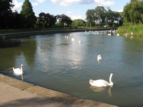 Schwäne schwimmen auf einem Fluss mit Bäumen und Menschen am Ufer.