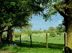 Trees and a green field with the Black Mill in the distance.
