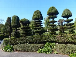 Árboles de topiario con formas en niveles en el Parque Alexandra, Penarth.