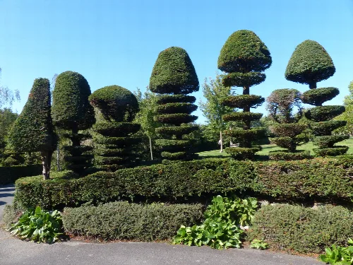 Topiary trees with tiered shapes in Alexandra Park, Penarth.