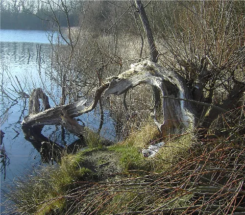 Tree root in the Blue Lagoon, Milton Keynes. I took the photo on a visit to the lagoon